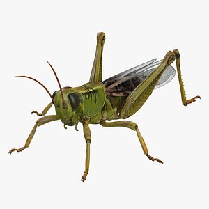 grasshopper field realistic 3D model