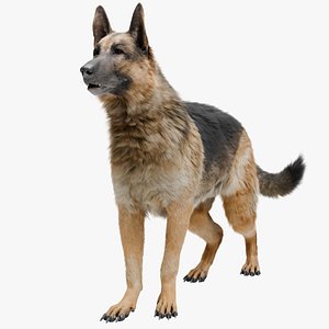 3D Shepherd German