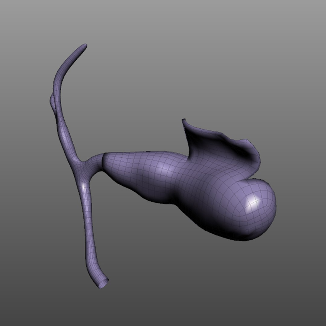 human gallbladder anatomy 3D model https://p.turbosquid.com/ts-thumb/lk/XAq4SY/C9k2LgsY/wire2/jpg/1583944279/1920x1080/fit_q87/8333d341968d8c4e662a890a29d11acece9d076f/wire2.jpg