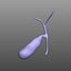 Gallbladder Anatomy