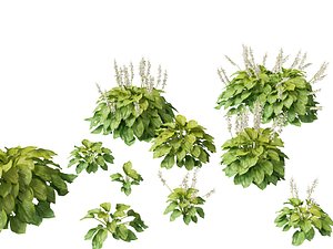 Hosta plantaginea - Fragrant plantain lily 3D