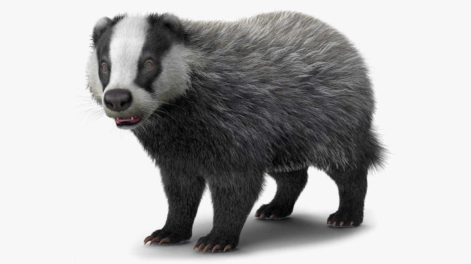 Badger Rigged 3D model preview