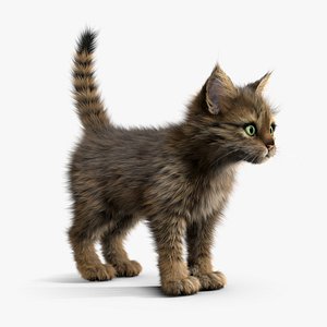 Kitten Tabby