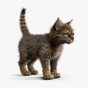 Kitten Tabby
