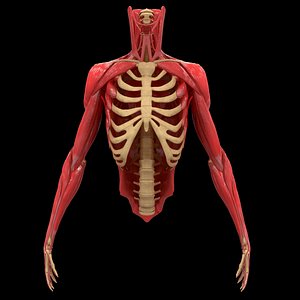 torso arm spine bone 3D