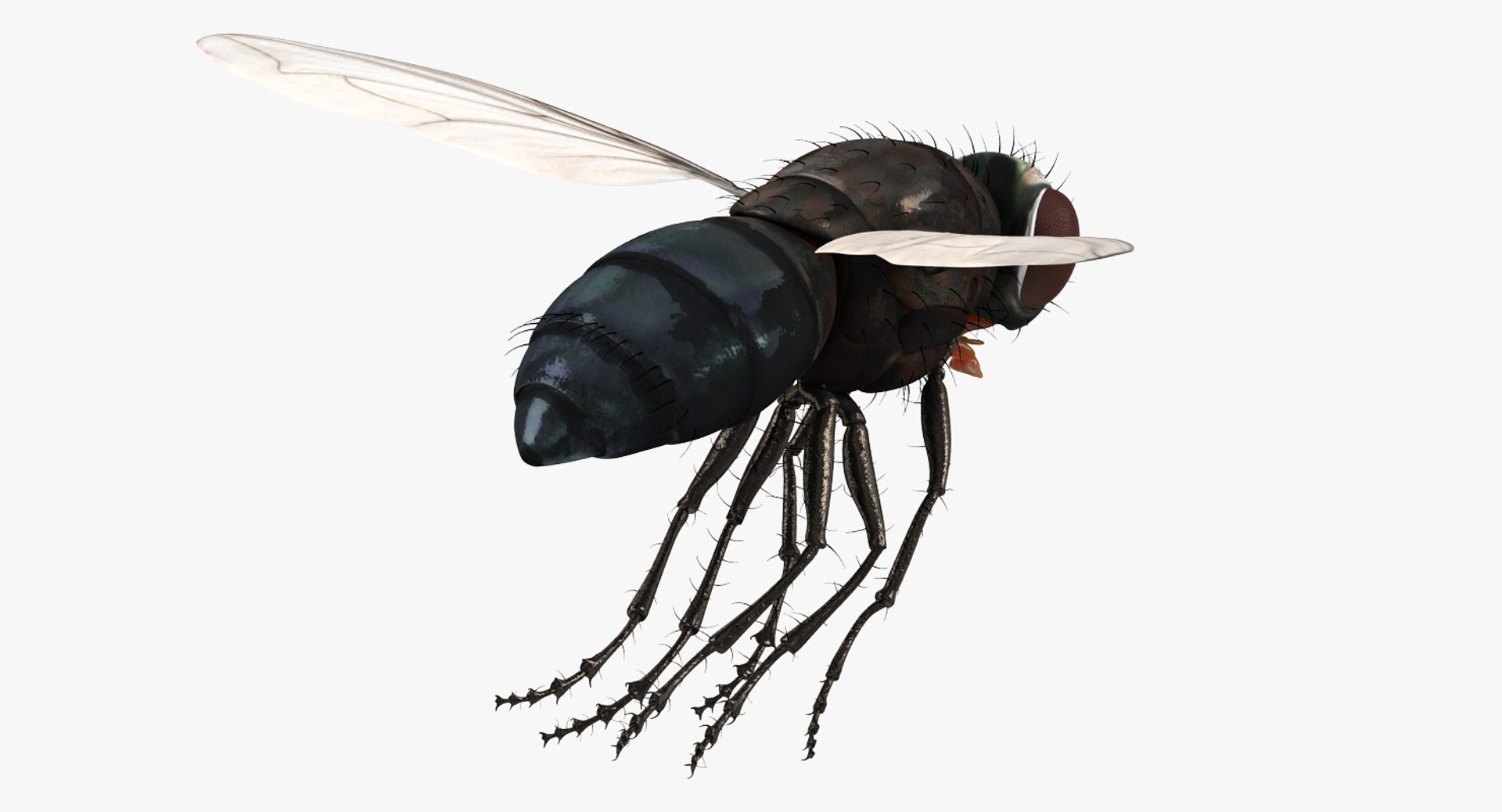 Fly Rigged 3d Model