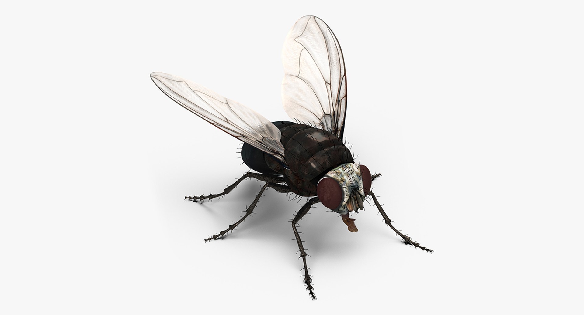 Fly Rigged 3D Model 3D model preview