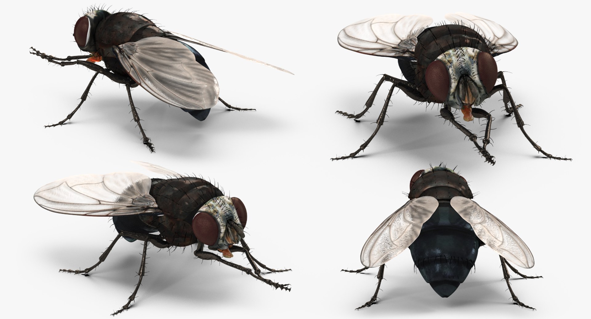 Fly Rigged 3d Model