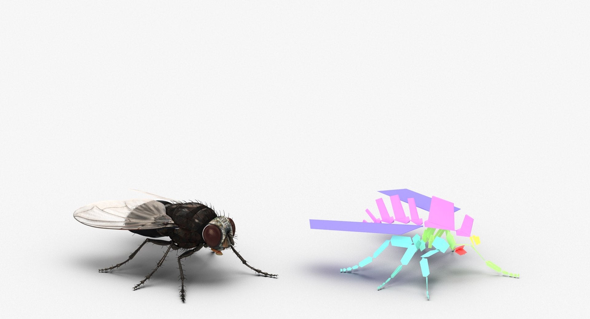 Fly Rigged 3d Model