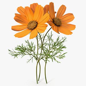 Cosmos Plant Triple Flower Cluster Orange 3D