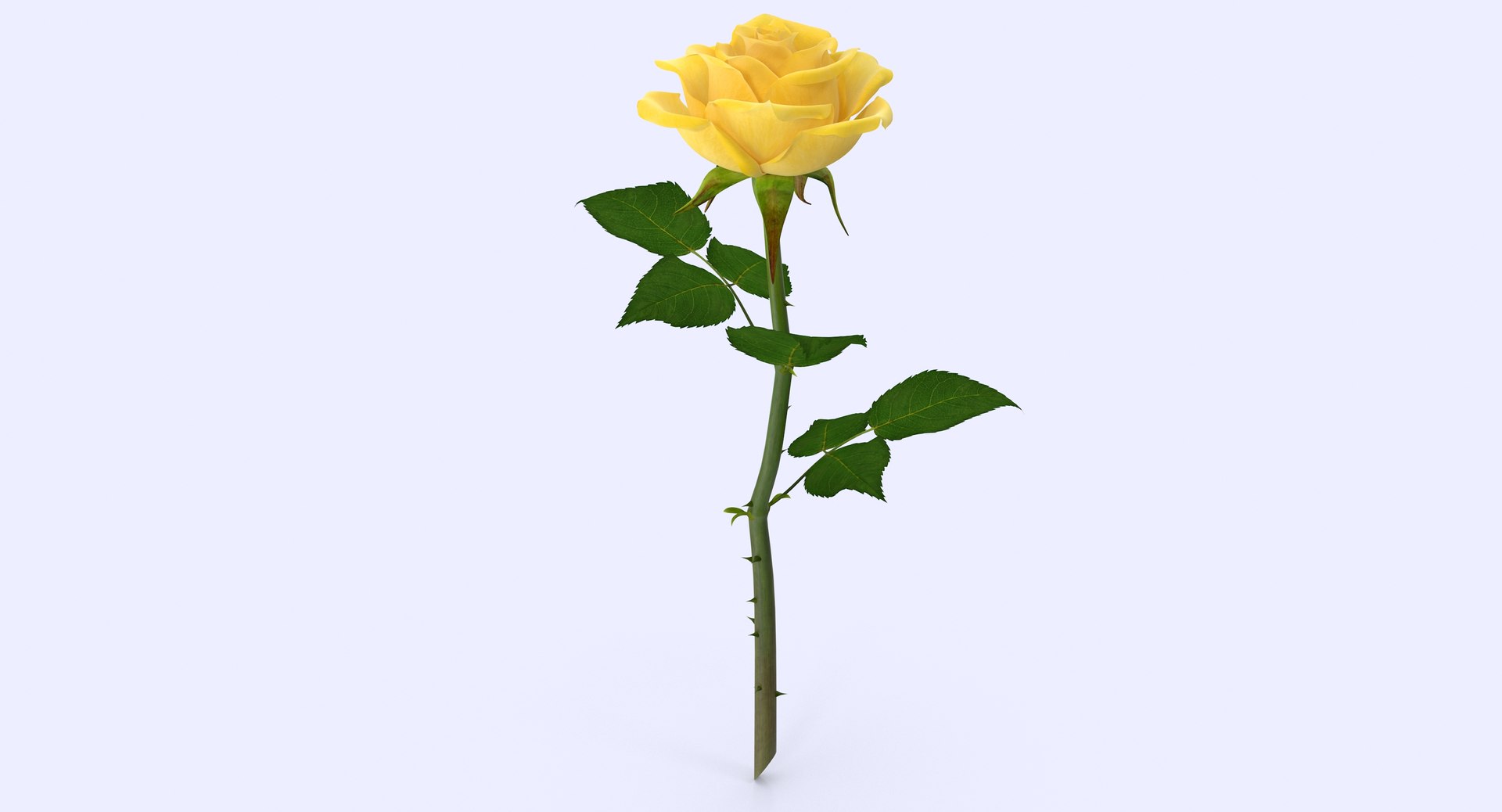rose modeled max https://p.turbosquid.com/ts-thumb/ll/Aa8TRh/hb9OnmaD/rose22_1_1/jpg/1460060015/1920x1080/fit_q87/0acfcdc3b1285fa475f8dd1fce484cfee07a35d6/rose22_1_1.jpg