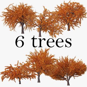 3D cherry autumn pack tree