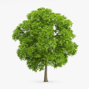 American Chestnut Tree 10.5m