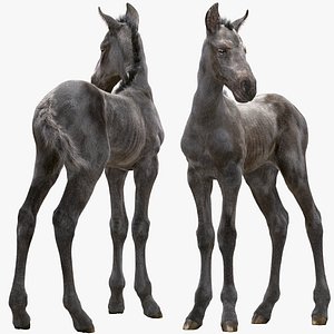 3D realistic horse foal model