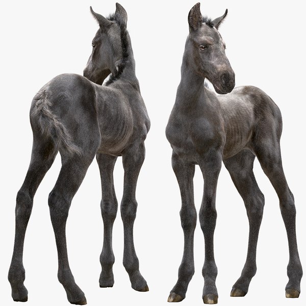 Estilo de cabelo comprido com rabo de cavalo alto preto feminino realista  Modelo 3D - TurboSquid 1817154