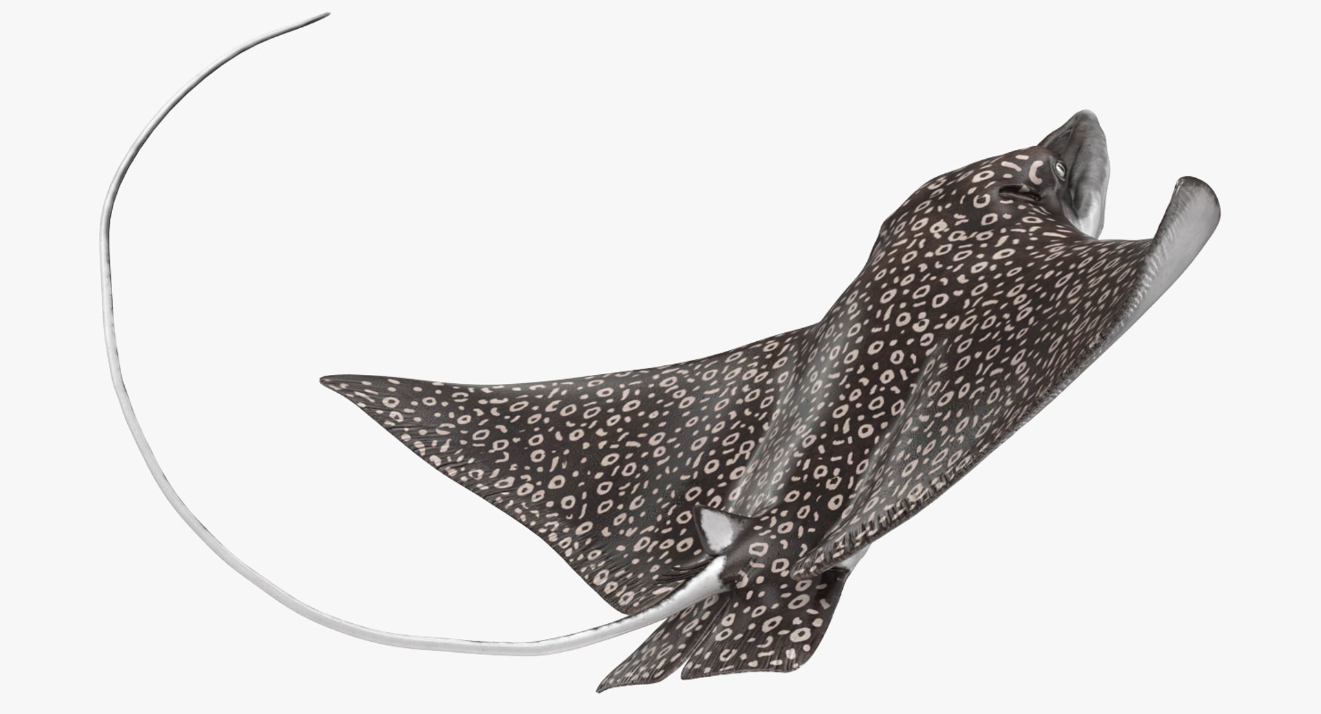 rigged fishes 3 3D model https://p.turbosquid.com/ts-thumb/ll/WdZHIx/0tLmjE4z/riggedfishescollection3c4dmodel086/jpg/1531549631/1920x1080/fit_q87/577f0687b73283f00ef1445e1e81fc30cf172e99/riggedfishescollection3c4dmodel086.jpg