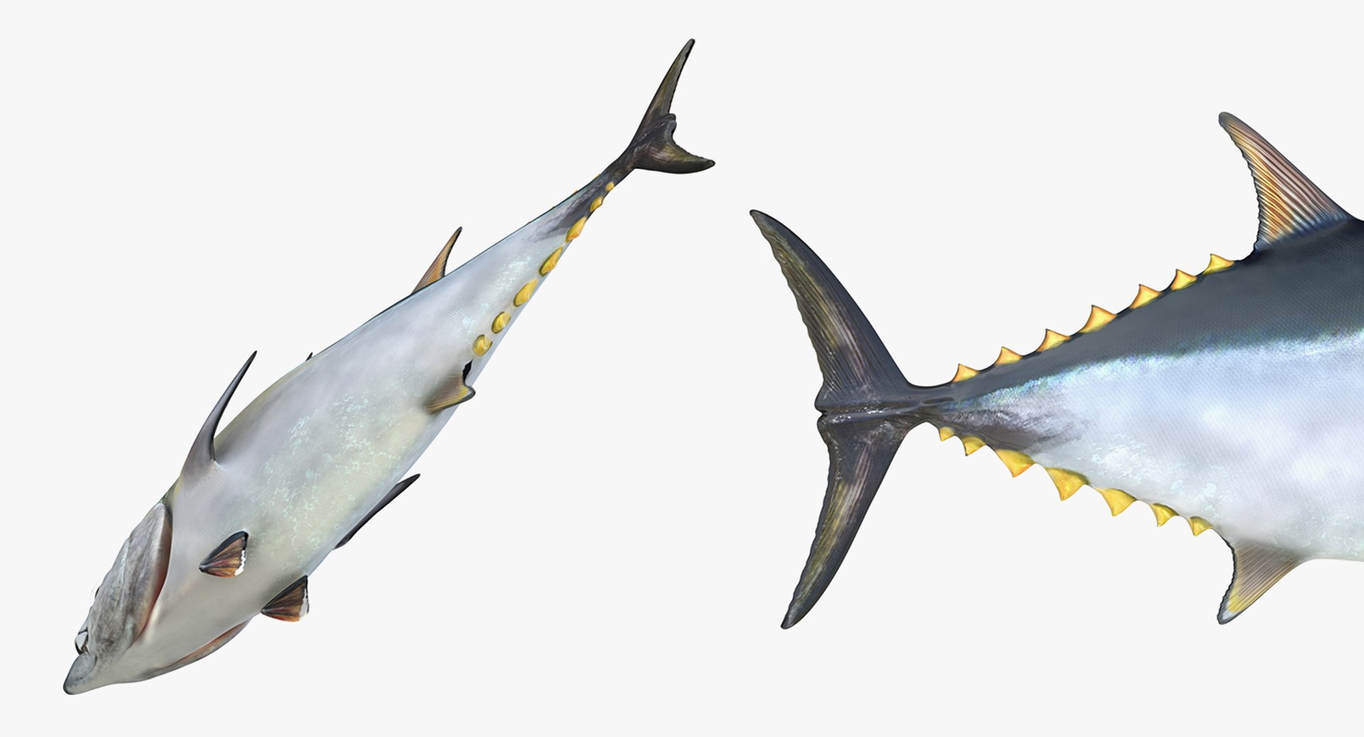 rigged fishes 3 3D model https://p.turbosquid.com/ts-thumb/ll/WdZHIx/2aFLV8L4/riggedfishescollection3c4dmodel116/jpg/1531549632/1920x1080/fit_q87/ead1553dc28ee638b395f226d53f841f527b7237/riggedfishescollection3c4dmodel116.jpg