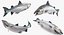 Fishes Collection 3 Rigged for Maya