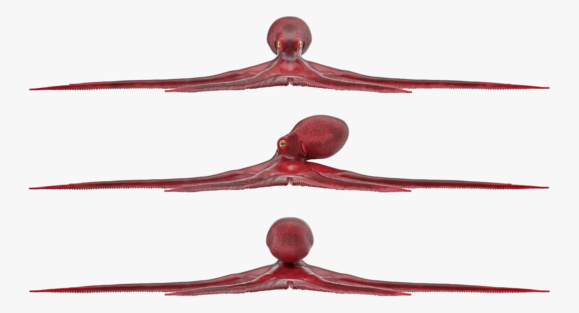 rigged fishes 3 3D model https://p.turbosquid.com/ts-thumb/ll/WdZHIx/4QrqlELk/riggedfishescollection3c4dmodel016/jpg/1531549630/1920x1080/fit_q87/ce23b670f7f487e99b03420d22ed730807ac6ad2/riggedfishescollection3c4dmodel016.jpg