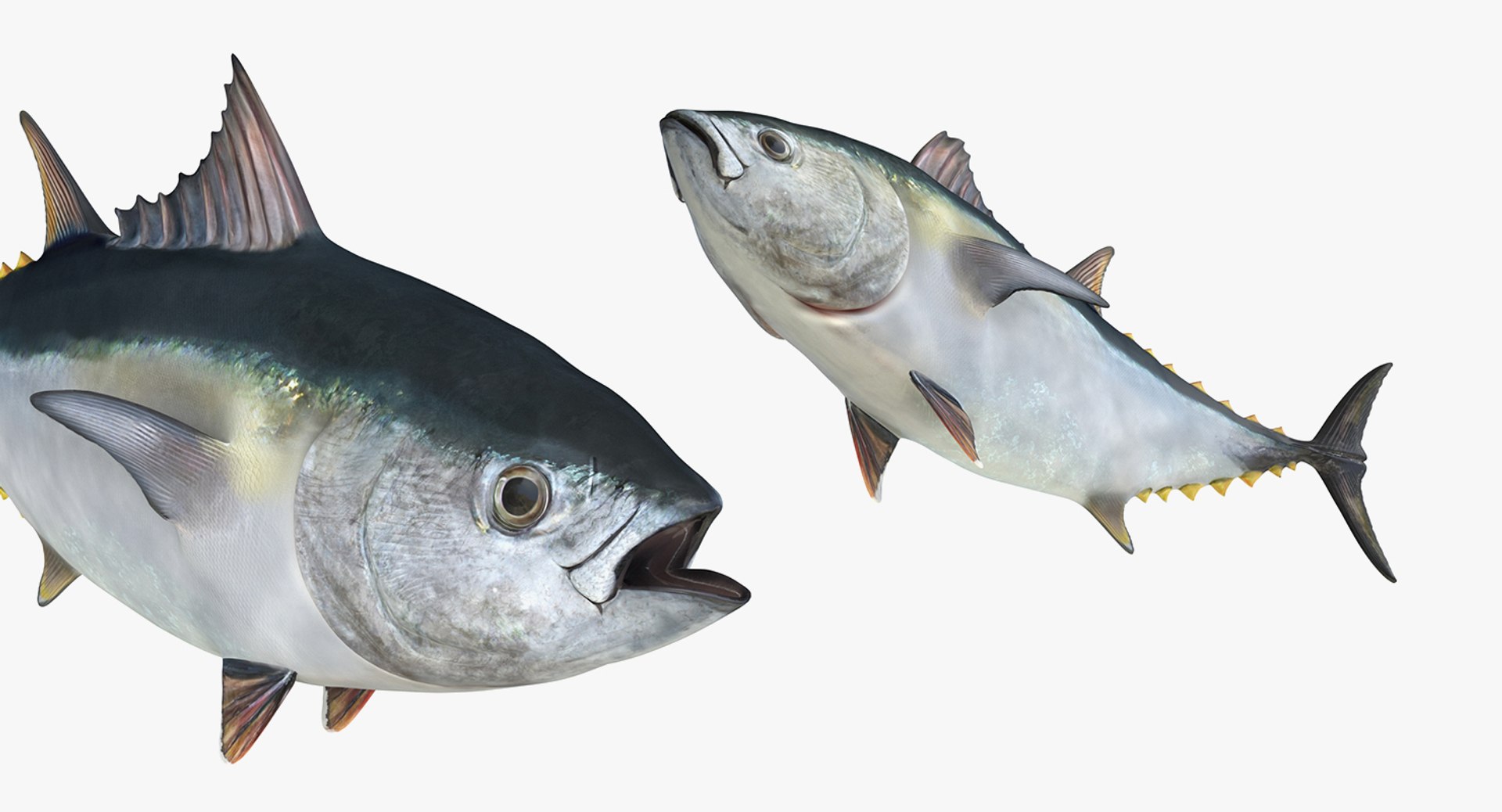rigged fishes 3 3D model https://p.turbosquid.com/ts-thumb/ll/WdZHIx/5L77e0BJ/riggedfishescollection3c4dmodel115/jpg/1531549632/1920x1080/fit_q87/67e012c2482ab95144a3cac55415d0f8f324e627/riggedfishescollection3c4dmodel115.jpg