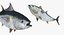 Fishes Collection 3 Rigged for Maya