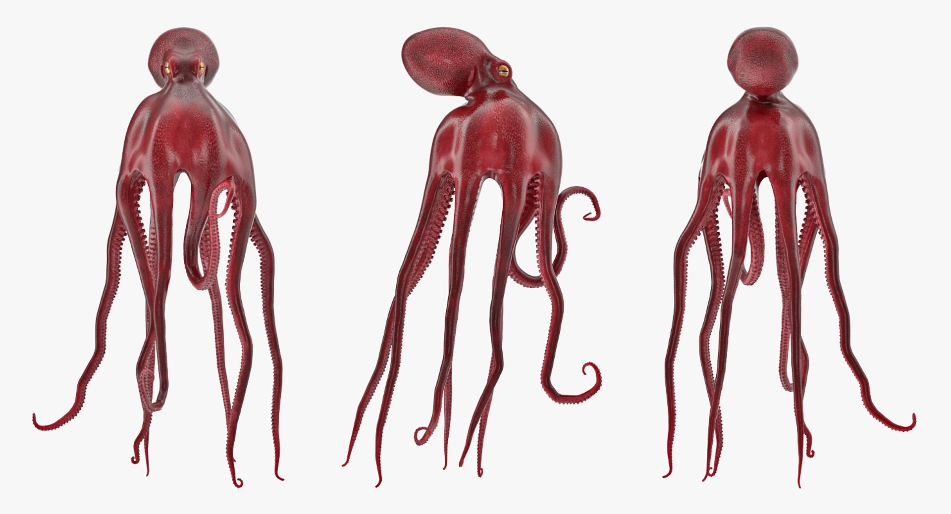 rigged fishes 3 3D model https://p.turbosquid.com/ts-thumb/ll/WdZHIx/5ekIamTs/riggedfishescollection3c4dmodel015/jpg/1531549630/1920x1080/fit_q87/60d989dc50ccf58fb80e81fb3dbacb75579fd0c9/riggedfishescollection3c4dmodel015.jpg