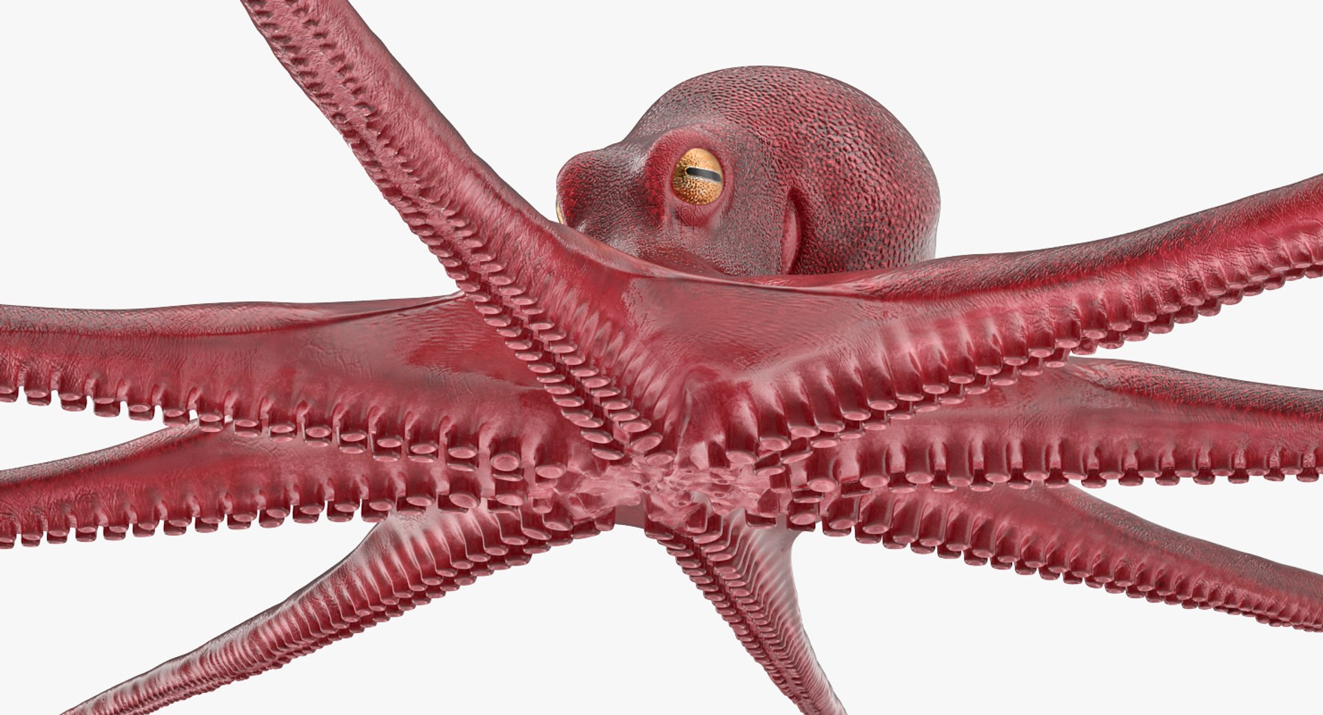 rigged fishes 3 3D model https://p.turbosquid.com/ts-thumb/ll/WdZHIx/7MEIynTn/riggedfishescollection3c4dmodel020/jpg/1531549630/1920x1080/fit_q87/67c25c028497cb49ff532cd33dc3e5627220bc2f/riggedfishescollection3c4dmodel020.jpg