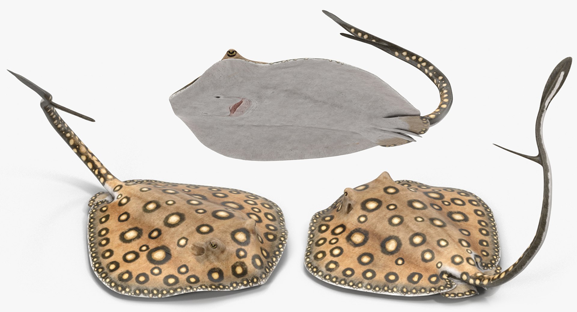 rigged fishes 3 3D model https://p.turbosquid.com/ts-thumb/ll/WdZHIx/7ePUF8VO/riggedfishescollection3c4dmodel077/jpg/1531549631/1920x1080/fit_q87/df818b6c2f008ebdb7318ce2a3bb9e916d13148b/riggedfishescollection3c4dmodel077.jpg