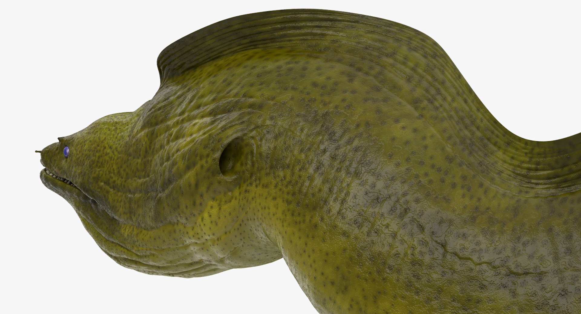 rigged fishes 3 3D model https://p.turbosquid.com/ts-thumb/ll/WdZHIx/8RZnM5vt/riggedfishescollection3c4dmodel040/jpg/1531549631/1920x1080/fit_q87/690d79f32df04428c433a9da05d9bacf17a3cd78/riggedfishescollection3c4dmodel040.jpg