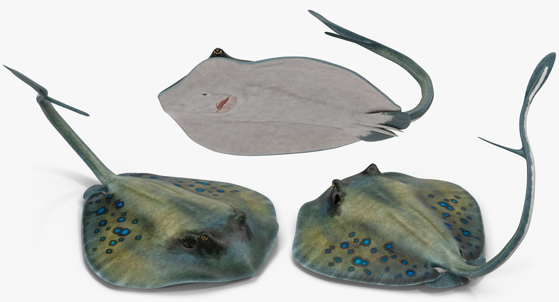 rigged fishes 3 3D model https://p.turbosquid.com/ts-thumb/ll/WdZHIx/8m7NzNGe/riggedfishescollection3c4dmodel098/jpg/1531549632/1920x1080/fit_q87/d6b83f526a9d9a36be22c3e8fc7b7800d50fec1c/riggedfishescollection3c4dmodel098.jpg
