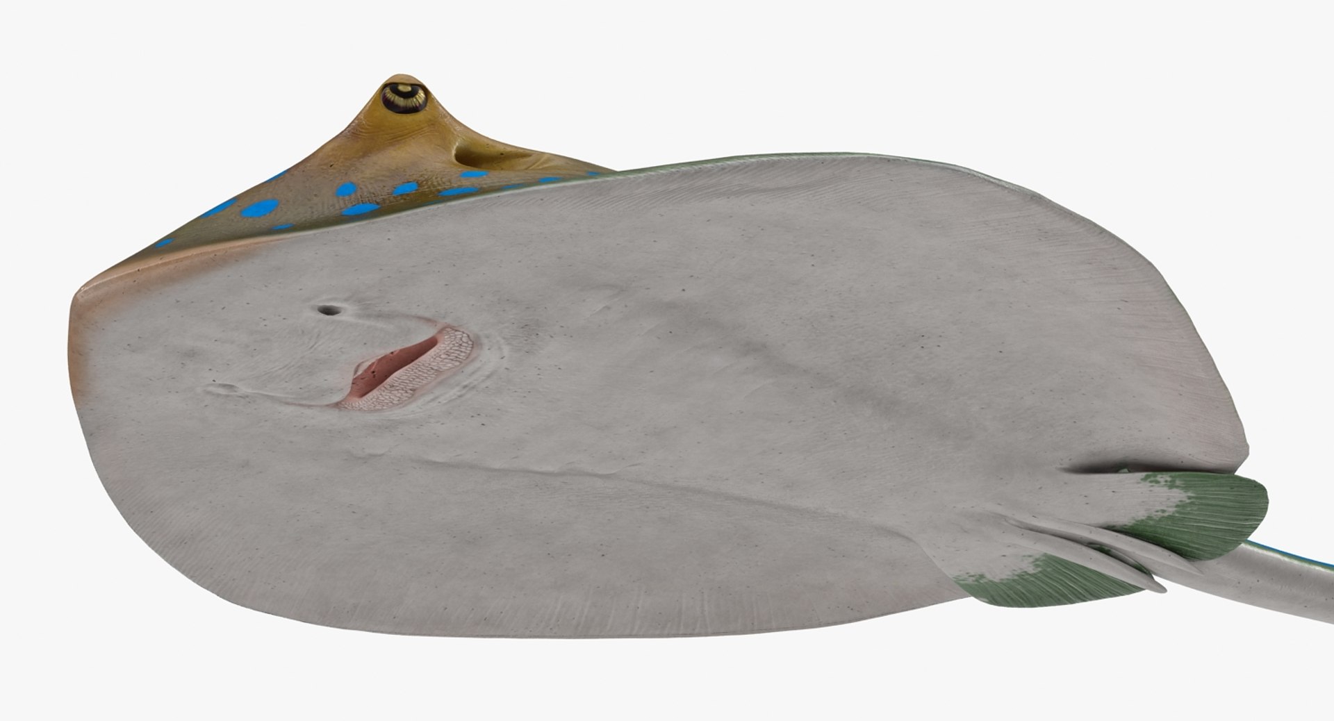 rigged fishes 3 3D model https://p.turbosquid.com/ts-thumb/ll/WdZHIx/DCMrW1Db/riggedfishescollection3c4dmodel111/jpg/1531549632/1920x1080/fit_q87/612be316c1c116a519fc931df7f42e3c06fbc2a4/riggedfishescollection3c4dmodel111.jpg
