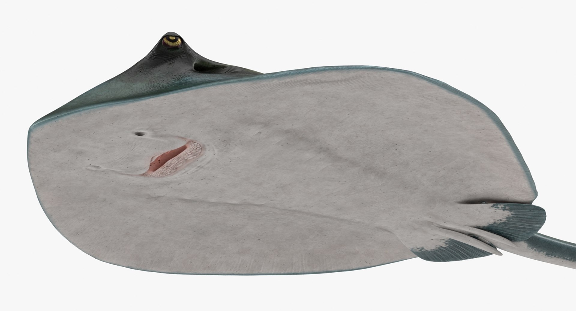 rigged fishes 3 3D model https://p.turbosquid.com/ts-thumb/ll/WdZHIx/GAFwU2ZM/riggedfishescollection3c4dmodel101/jpg/1531549632/1920x1080/fit_q87/6cbd72bfe8ef774a80bd185f1b92d72f45697565/riggedfishescollection3c4dmodel101.jpg