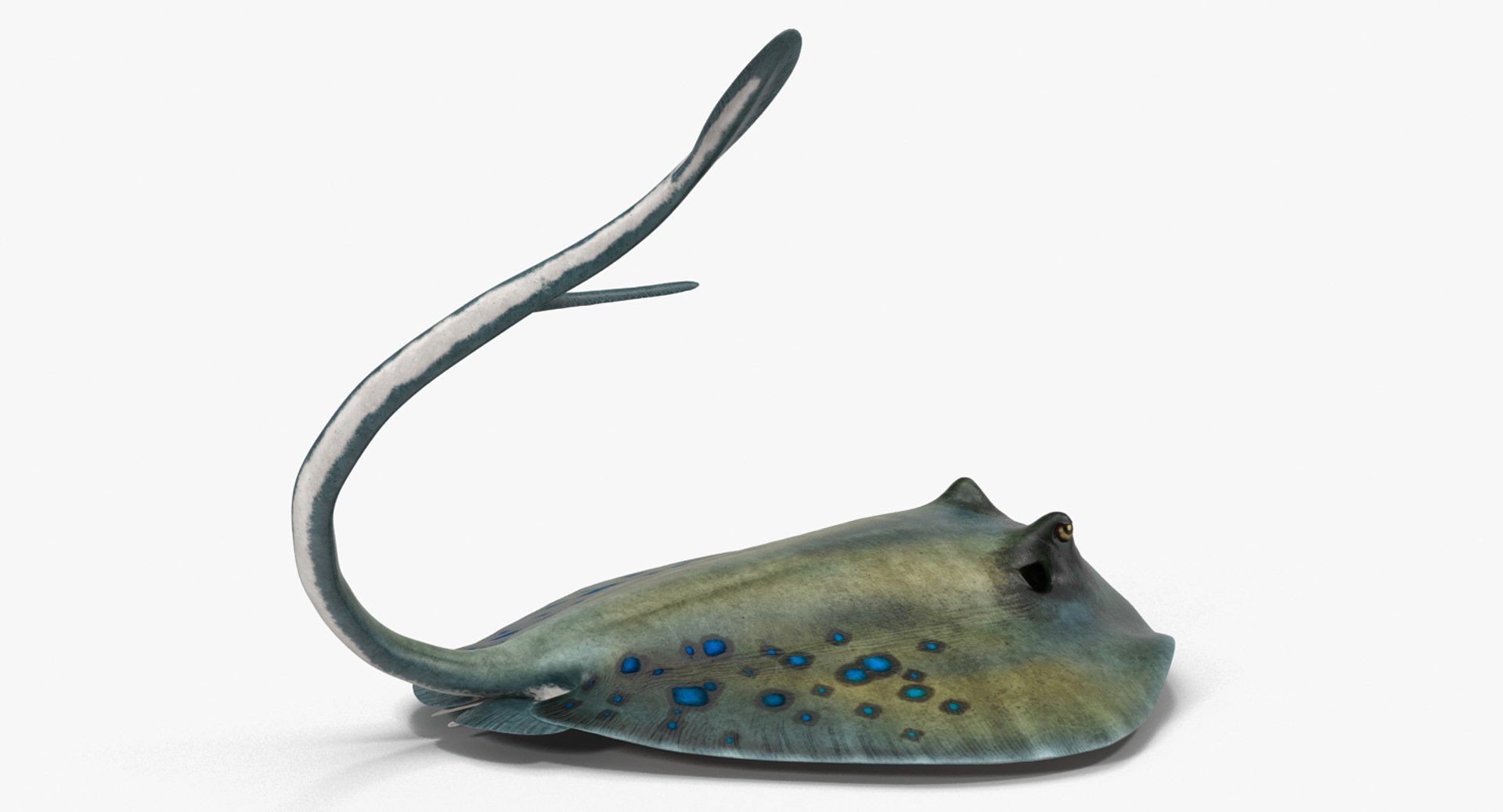 rigged fishes 3 3D model https://p.turbosquid.com/ts-thumb/ll/WdZHIx/GtzpmI2O/riggedfishescollection3c4dmodel096/jpg/1531549632/1920x1080/fit_q87/f1c079439c4c9fcaf82779950c59856d57b14bda/riggedfishescollection3c4dmodel096.jpg