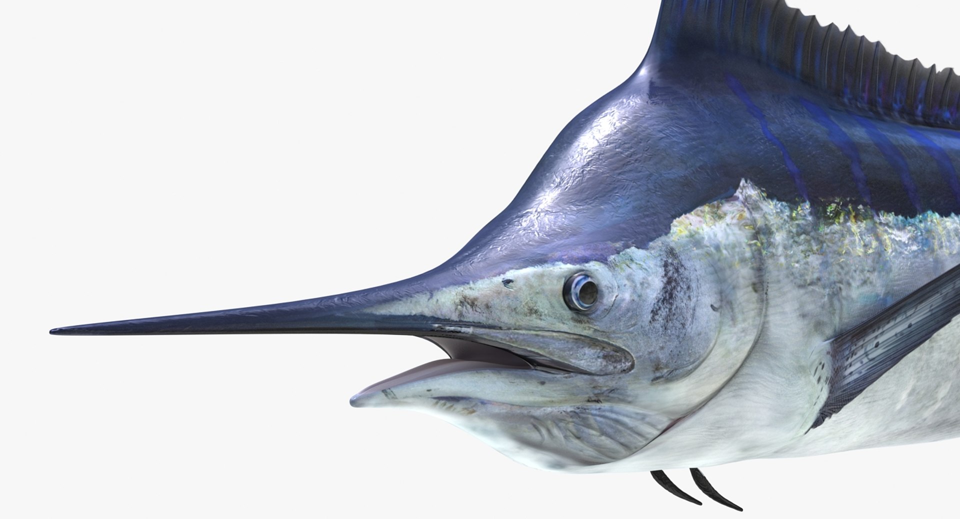 rigged fishes 3 3D model https://p.turbosquid.com/ts-thumb/ll/WdZHIx/Hzde20uy/riggedfishescollection3c4dmodel071/jpg/1531549631/1920x1080/fit_q87/0e38a734a832d7e4802d12b187c1086a49d41185/riggedfishescollection3c4dmodel071.jpg