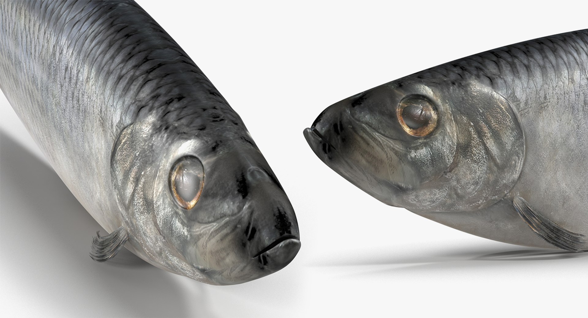 rigged fishes 3 3D model https://p.turbosquid.com/ts-thumb/ll/WdZHIx/IOs9W46i/riggedfishescollection3c4dmodel118/jpg/1531549632/1920x1080/fit_q87/34bb66f92ee038b06014a924ee48381cccbb3741/riggedfishescollection3c4dmodel118.jpg