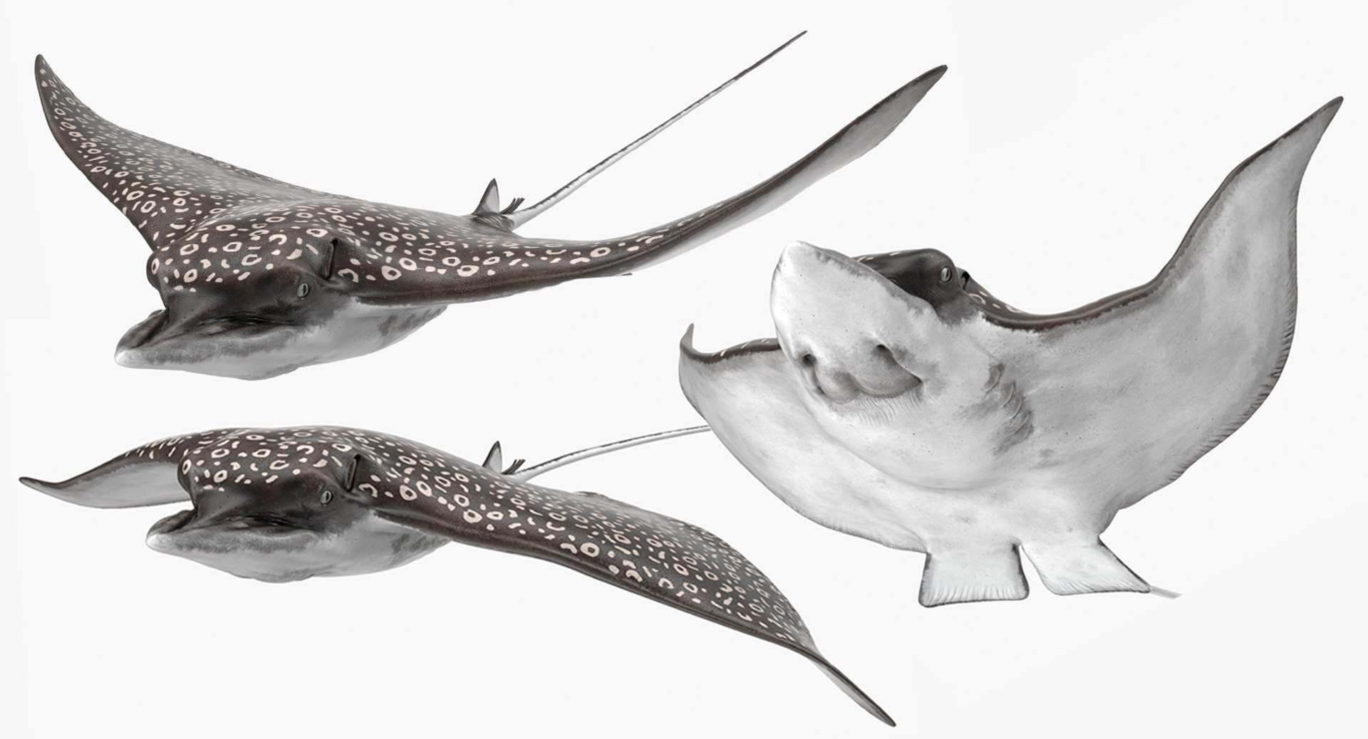 rigged fishes 3 3D model https://p.turbosquid.com/ts-thumb/ll/WdZHIx/IbLqn3k6/riggedfishescollection3c4dmodel085/jpg/1531549631/1920x1080/fit_q87/c2647bf56940045c6d95b548cc78f5805d53a329/riggedfishescollection3c4dmodel085.jpg