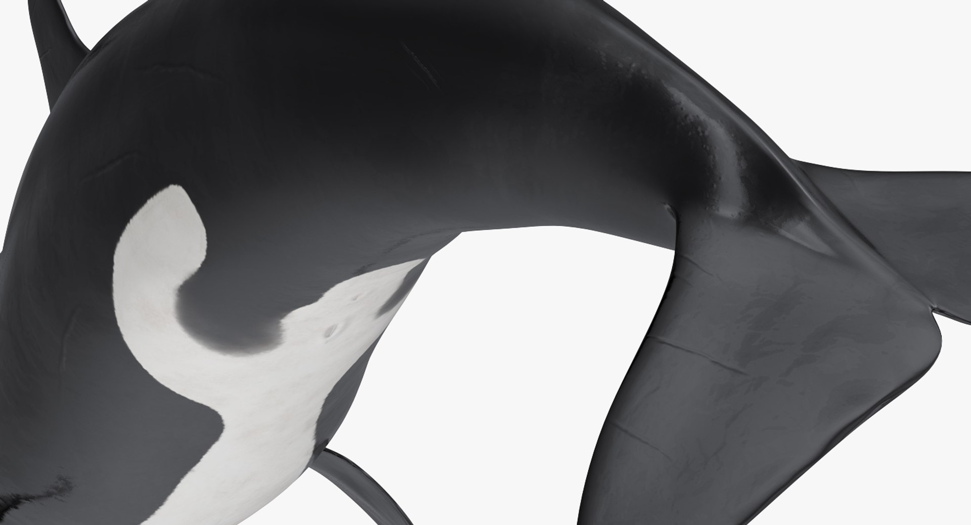 rigged fishes 3 3D model https://p.turbosquid.com/ts-thumb/ll/WdZHIx/IgzPDbf1/riggedfishescollection3c4dmodel011/jpg/1531549630/1920x1080/fit_q87/2320731abbf2220fc6b659a484a250022a8c479e/riggedfishescollection3c4dmodel011.jpg