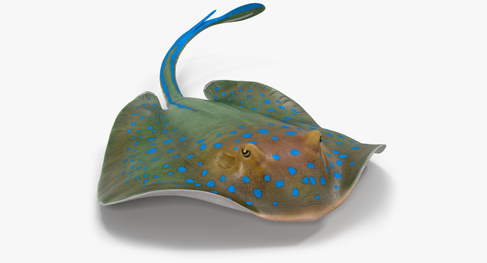 rigged fishes 3 3D model https://p.turbosquid.com/ts-thumb/ll/WdZHIx/Lkh3u5y6/riggedfishescollection3c4dmodel105/jpg/1531549632/1920x1080/fit_q87/64b26412ff943da02114c3309b1dfa20431f7ae9/riggedfishescollection3c4dmodel105.jpg