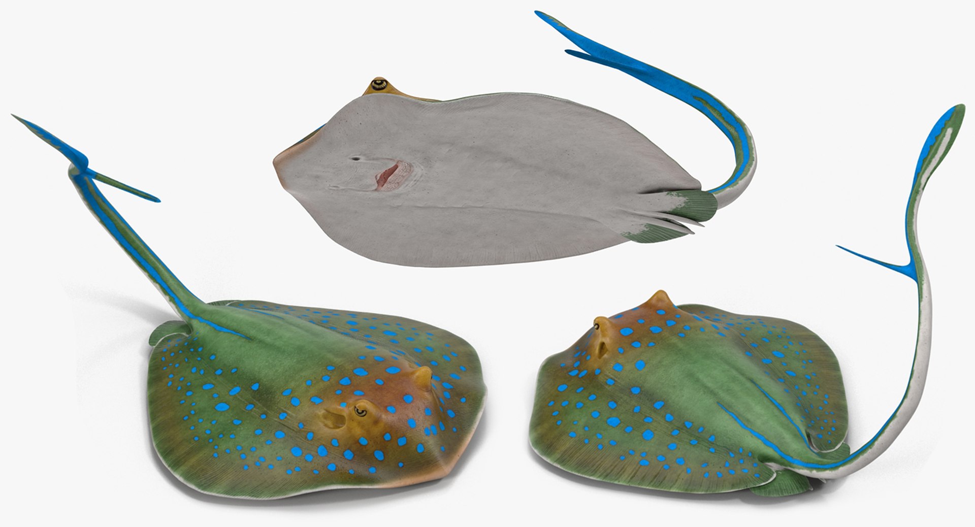 rigged fishes 3 3D model https://p.turbosquid.com/ts-thumb/ll/WdZHIx/Ow6Ejo7S/riggedfishescollection3c4dmodel108/jpg/1531549632/1920x1080/fit_q87/16c59206f1b2417dc3217fff674cee2c4439a043/riggedfishescollection3c4dmodel108.jpg