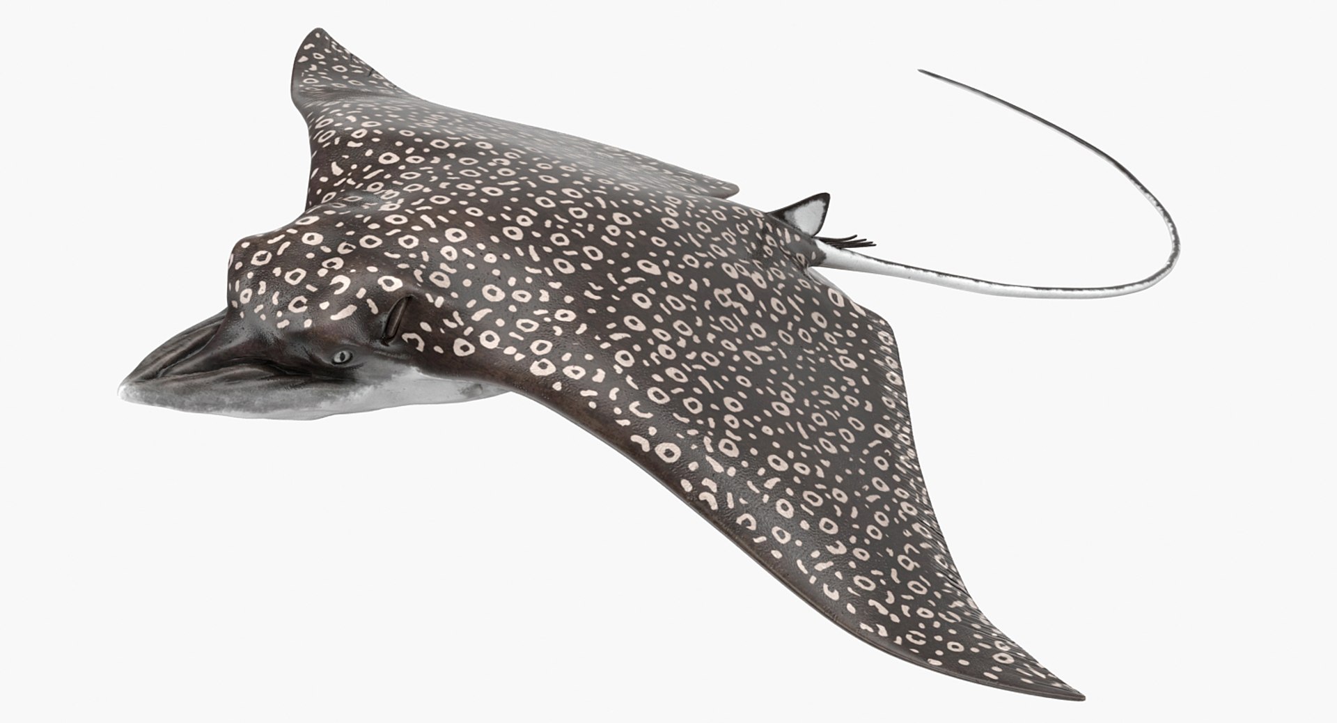 rigged fishes 3 3D model https://p.turbosquid.com/ts-thumb/ll/WdZHIx/Po5TU320/riggedfishescollection3c4dmodel083/jpg/1531549631/1920x1080/fit_q87/3c94362b470b1d7ea00da08d4589b0efd6301608/riggedfishescollection3c4dmodel083.jpg