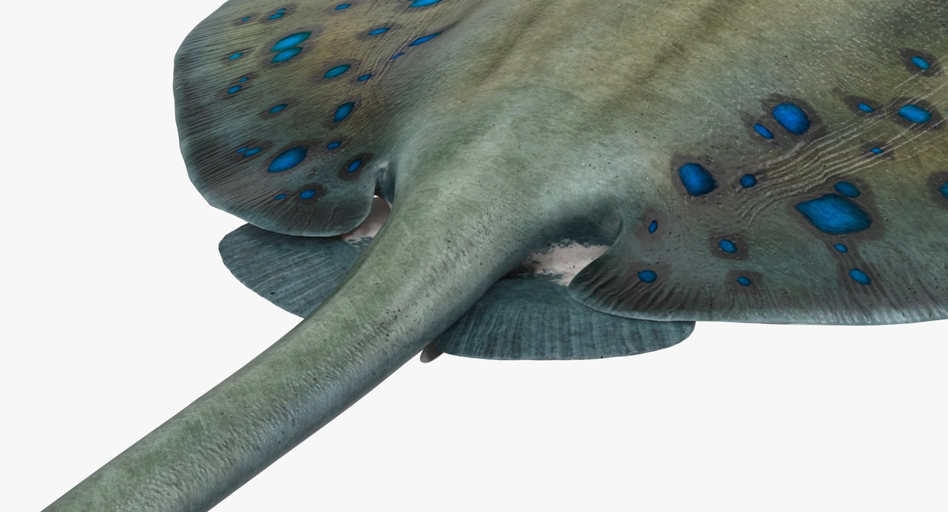 rigged fishes 3 3D model https://p.turbosquid.com/ts-thumb/ll/WdZHIx/RjVAqf96/riggedfishescollection3c4dmodel103/jpg/1531549632/1920x1080/fit_q87/687f4374a99a2be5cb66d239bd0e323e4c48b645/riggedfishescollection3c4dmodel103.jpg