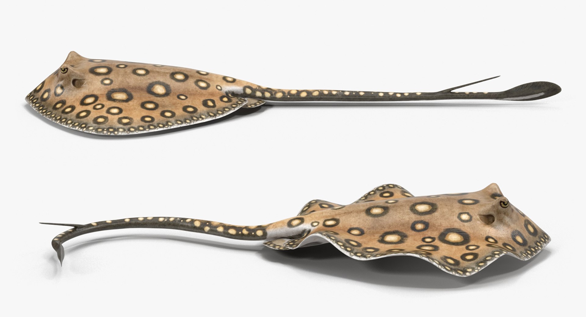 rigged fishes 3 3D model https://p.turbosquid.com/ts-thumb/ll/WdZHIx/SH07IT5P/riggedfishescollection3c4dmodel076/jpg/1531549631/1920x1080/fit_q87/935035000b591d42b8b7a57b862c9249ed944bb0/riggedfishescollection3c4dmodel076.jpg