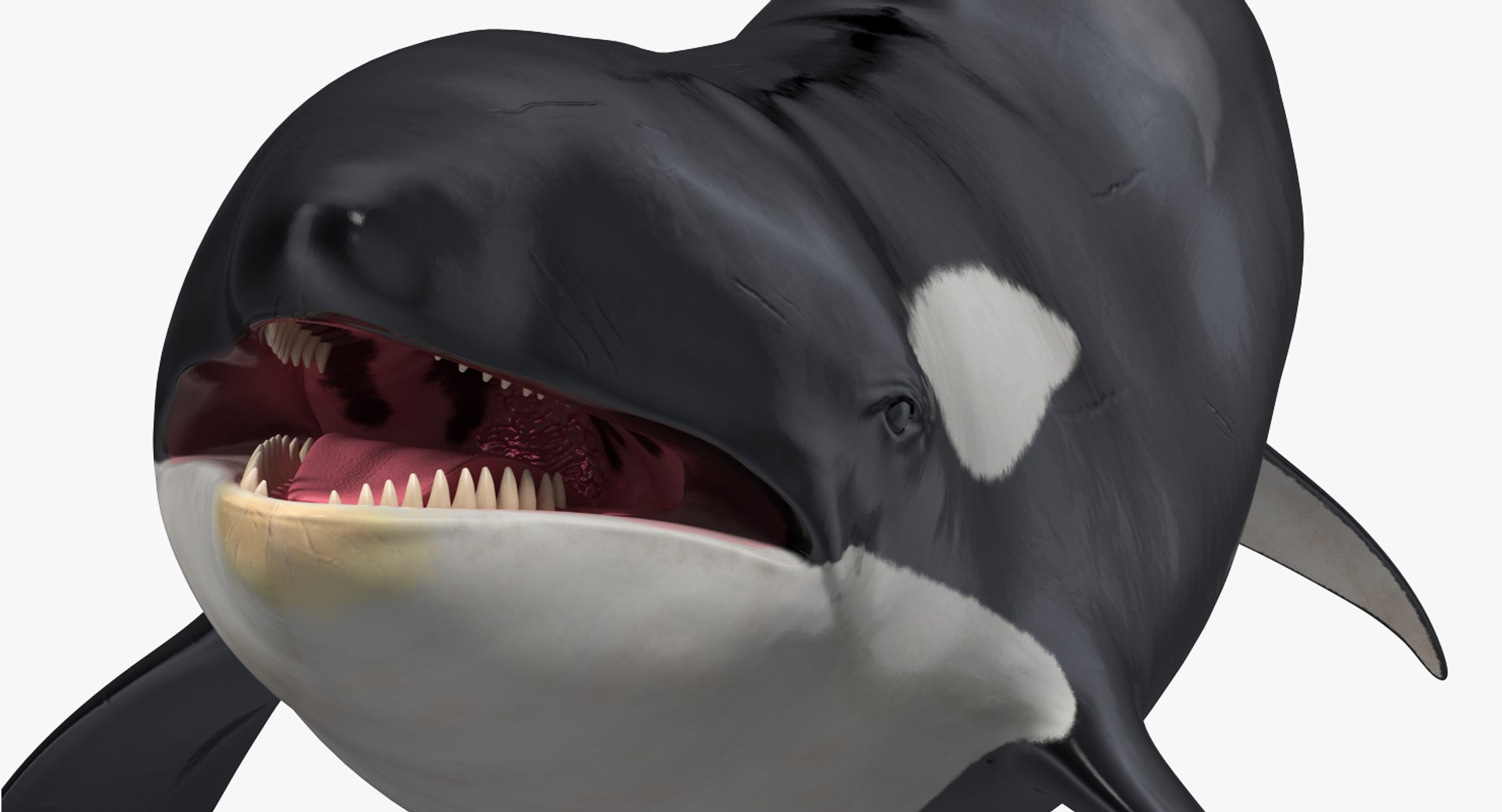 rigged fishes 3 3D model https://p.turbosquid.com/ts-thumb/ll/WdZHIx/TwfJvC9T/riggedfishescollection3c4dmodel010/jpg/1531549630/1920x1080/fit_q87/a85bfd572d57f0ce63eb965b0d17a5cab6785da9/riggedfishescollection3c4dmodel010.jpg