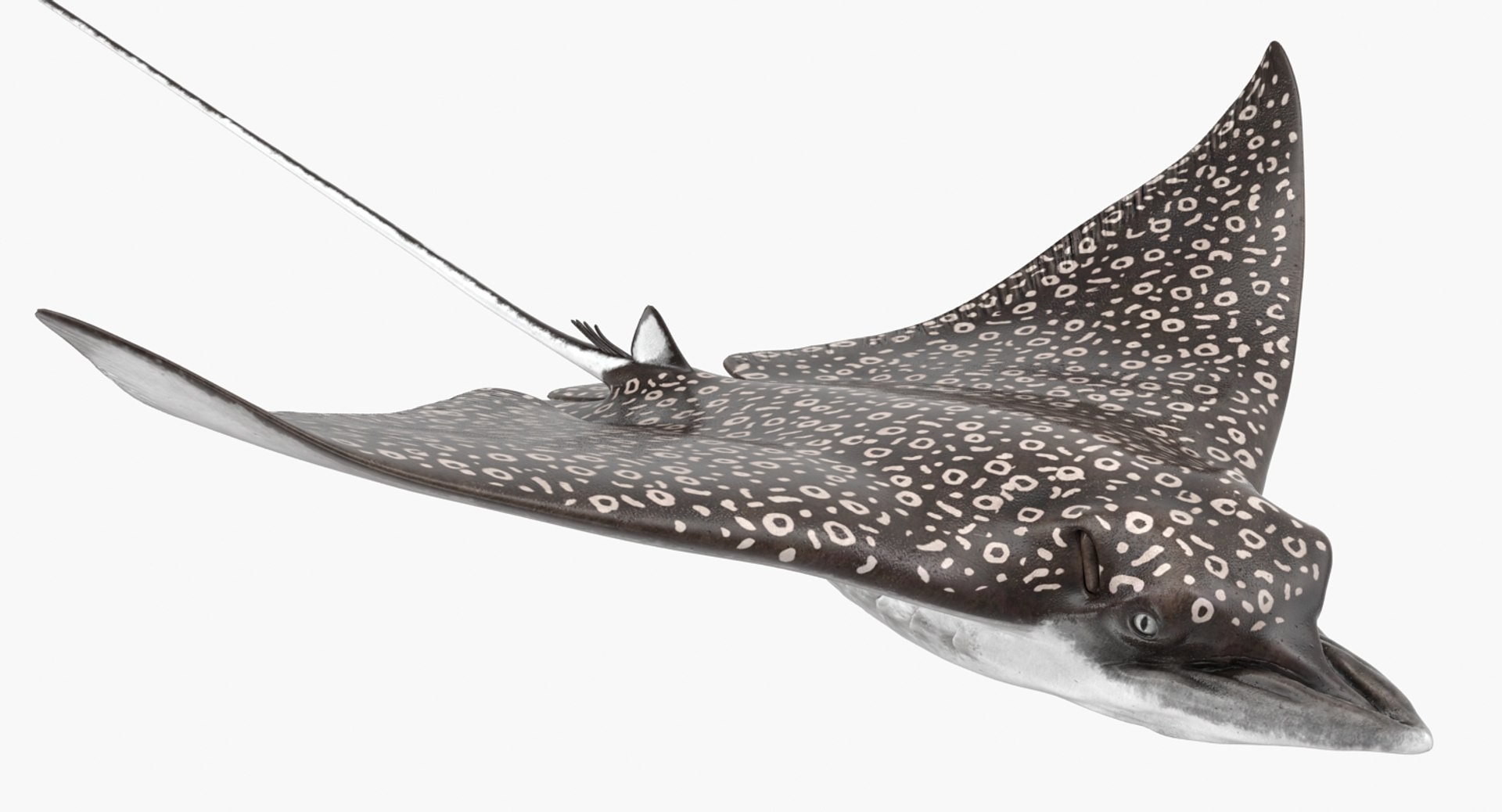 rigged fishes 3 3D model https://p.turbosquid.com/ts-thumb/ll/WdZHIx/VcR2djzi/riggedfishescollection3c4dmodel089/jpg/1531549632/1920x1080/fit_q87/3795304be750a5727599717ece0c29b79959ea3c/riggedfishescollection3c4dmodel089.jpg