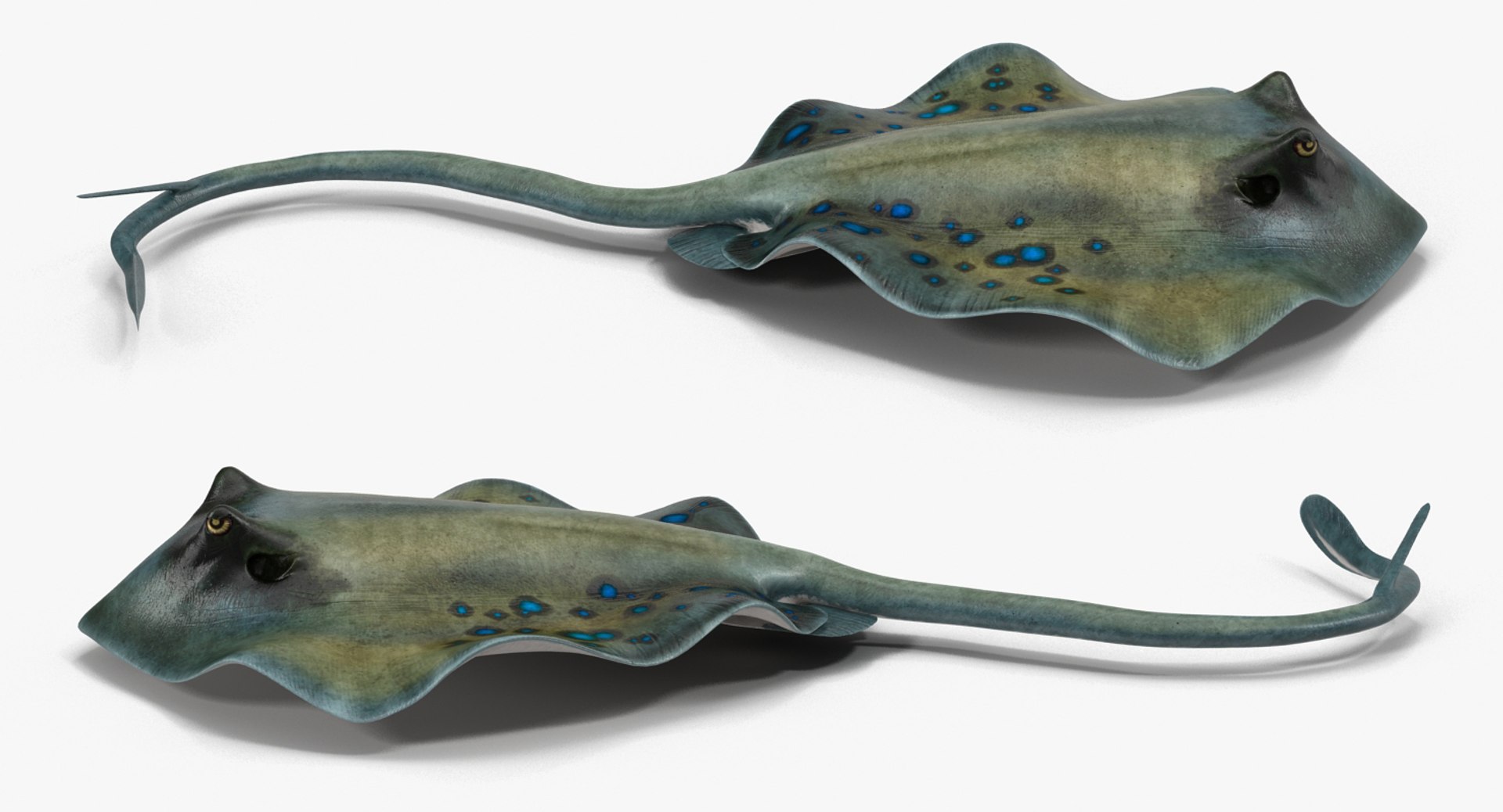 rigged fishes 3 3D model https://p.turbosquid.com/ts-thumb/ll/WdZHIx/YS9JQYnC/riggedfishescollection3c4dmodel097/jpg/1531549632/1920x1080/fit_q87/a983ee8a7b995a55cb4431580aa2f2f8ba43b6a4/riggedfishescollection3c4dmodel097.jpg