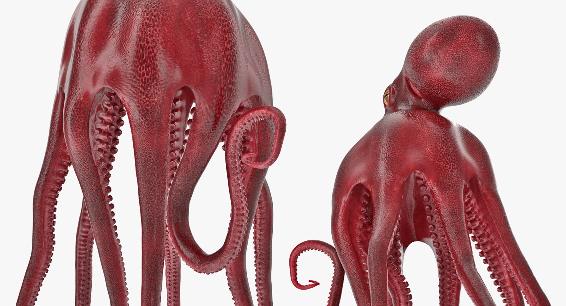 rigged fishes 3 3D model https://p.turbosquid.com/ts-thumb/ll/WdZHIx/bI6hN80a/riggedfishescollection3c4dmodel022/jpg/1531549630/1920x1080/fit_q87/f57e6ee1c876e6cc7fb0f67875e41b0dc78b7a86/riggedfishescollection3c4dmodel022.jpg