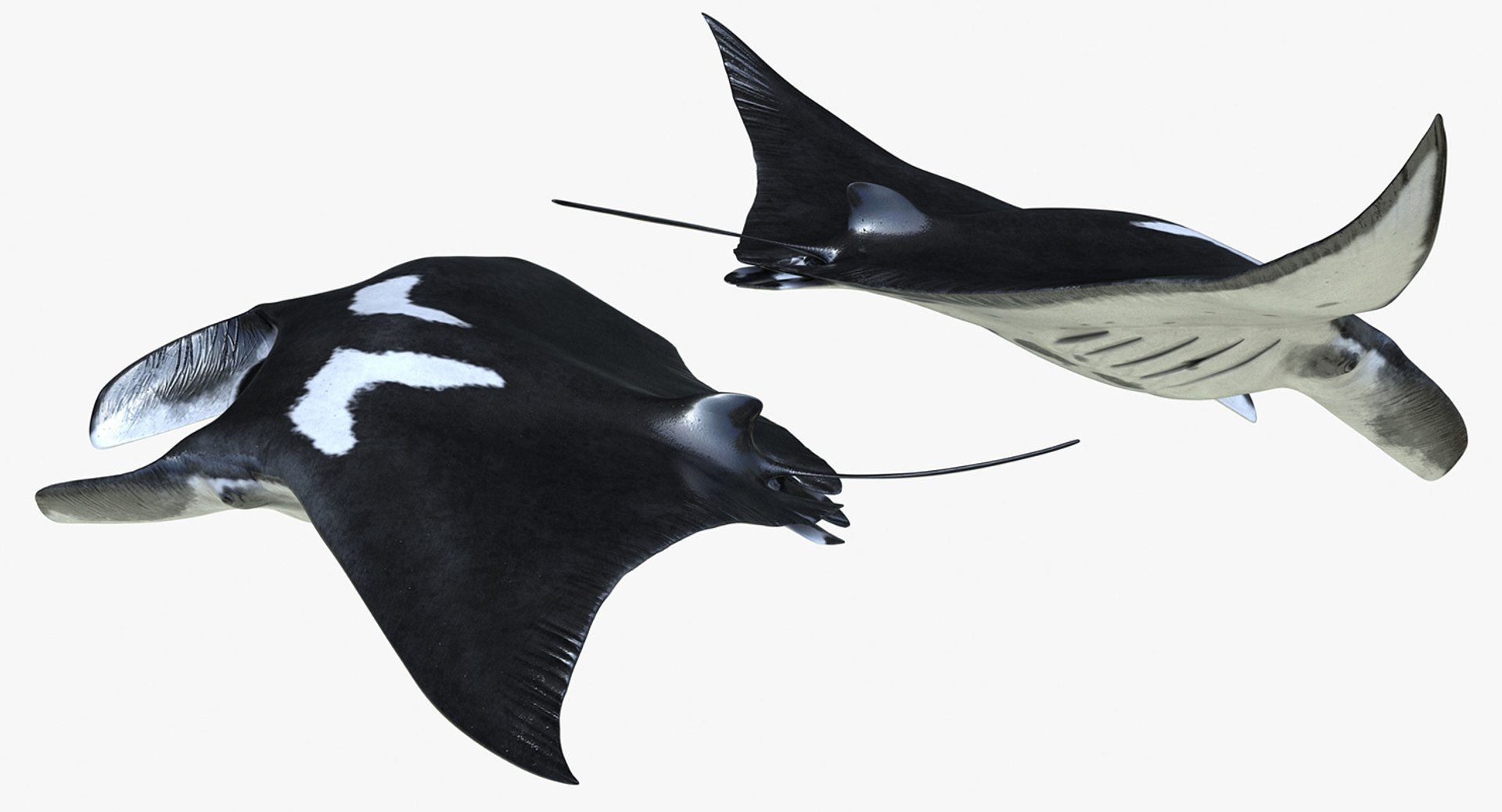 rigged fishes 3 3D model https://p.turbosquid.com/ts-thumb/ll/WdZHIx/bzrVhYZz/riggedfishescollection3c4dmodel053/jpg/1531549631/1920x1080/fit_q87/dda0ba61cefc0e06bc69c368f0b1856de99fbb2d/riggedfishescollection3c4dmodel053.jpg