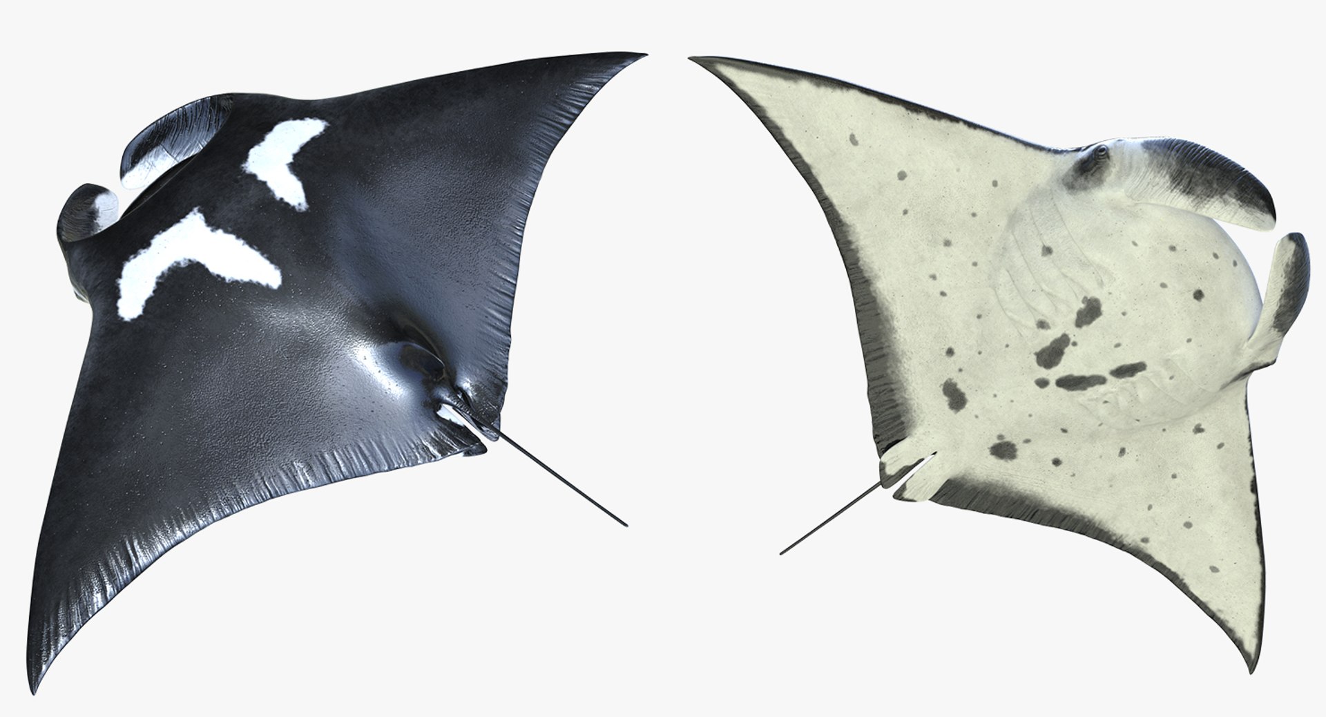 rigged fishes 3 3D model https://p.turbosquid.com/ts-thumb/ll/WdZHIx/cl0QkPWV/riggedfishescollection3c4dmodel057/jpg/1531549631/1920x1080/fit_q87/84cdab71ff0de28999e11ada54ad987f8b8eda56/riggedfishescollection3c4dmodel057.jpg