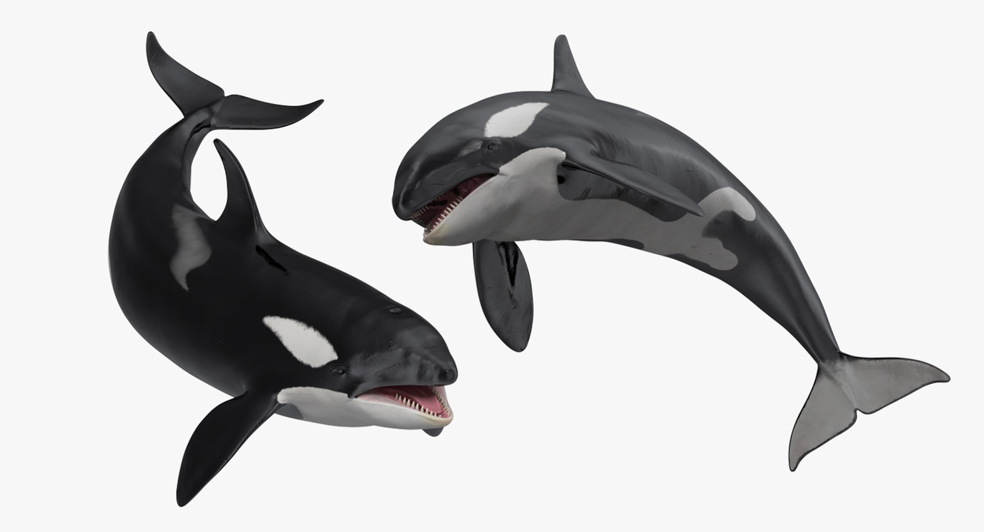 rigged fishes 3 3D model https://p.turbosquid.com/ts-thumb/ll/WdZHIx/eHHD9HWh/riggedfishescollection3c4dmodel007/jpg/1531549630/1920x1080/fit_q87/0c6f486615f81fd3ea6feb8fd2d0795e0f7a396f/riggedfishescollection3c4dmodel007.jpg