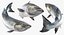 Fishes Collection 3 Rigged for Maya